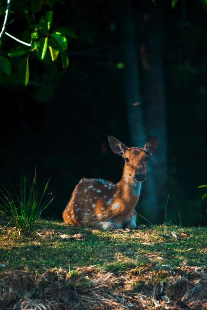 Travel Destinations - Eco Escape, eco-friendly places, Bhitarkanika - Odisha